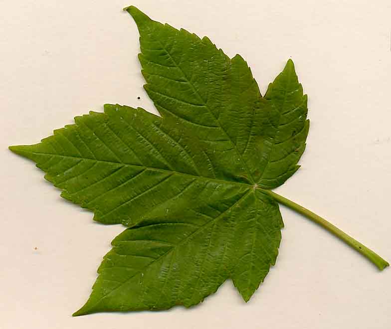 is this a sycamore tree? boards.ie